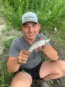 Lake Whitefish