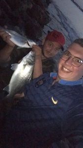 European Bass (Seabass)