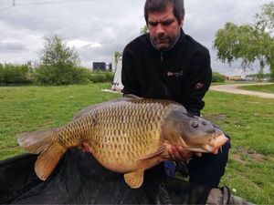 Common Carp