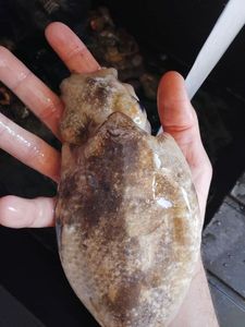 Common Cuttlefish