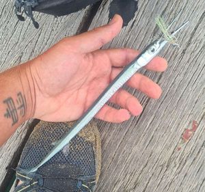 Keeltail Needlefish