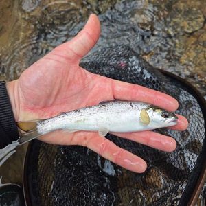 Atlantic Salmon