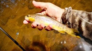 Brown Trout