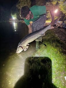 Danube Sturgeon