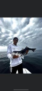 European Bass (Seabass)