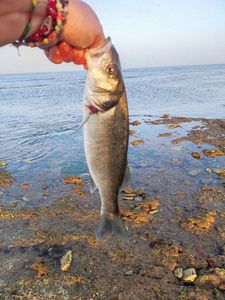 European Bass (Seabass)