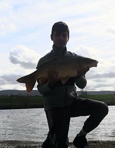 Common Carp