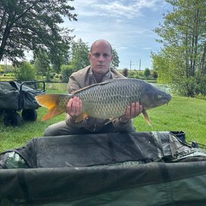 Common Carp