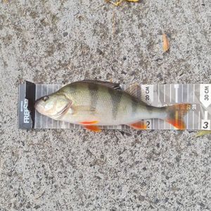 European Perch