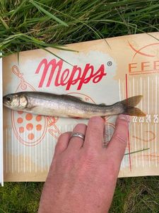 Arctic Char