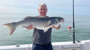 European Bass (Seabass)