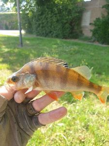 European Perch