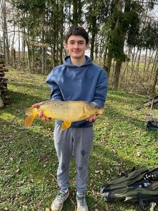Common Carp