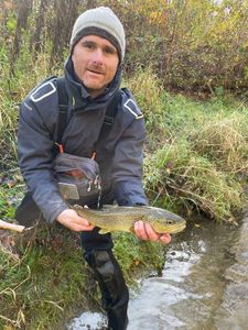 Brown Trout
