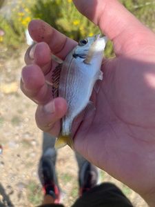 Black Seabream