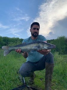 Zander