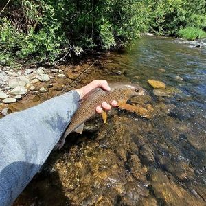 Grayling