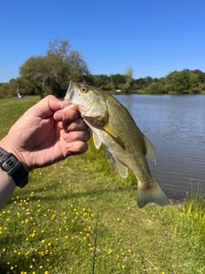 Largemouth Bass