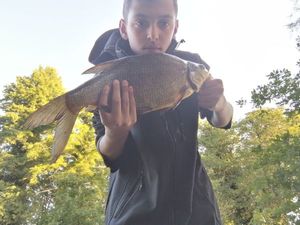 Common Bream
