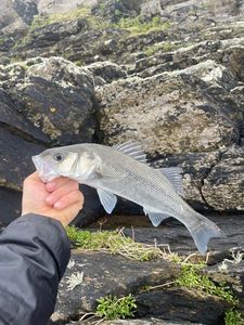 European Bass (Seabass)