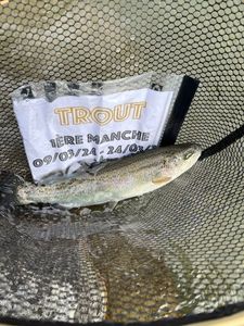Rainbow Trout