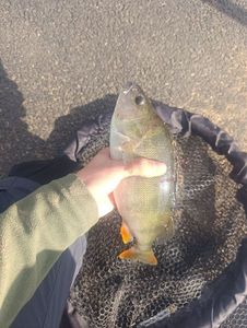 European Perch