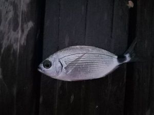Saddled Seabream