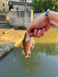 European Perch
