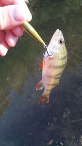 European Perch