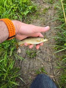 Barbel