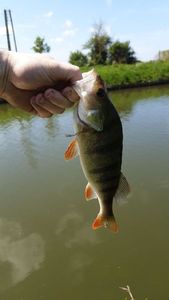 European Perch