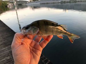 European Perch