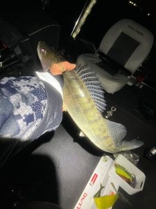 Zander