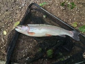 Rainbow Trout