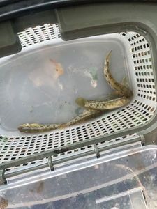 Round Goby