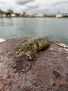 Common Cuttlefish
