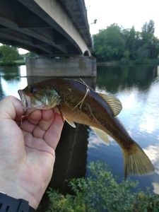 Largemouth Bass