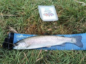 Rainbow Trout