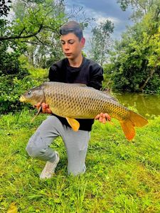 Common Carp