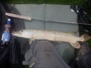 Northern Pike