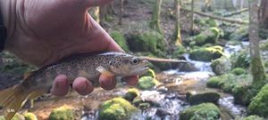 Brown Trout