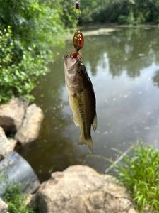 Smallmouth Bass