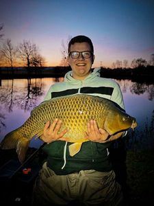 Common Carp