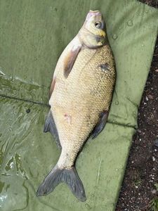 Common Bream