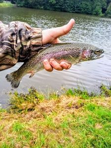 Rainbow Trout