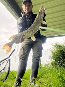 Northern Pike