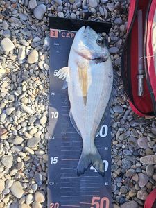 Gilthead Seabream