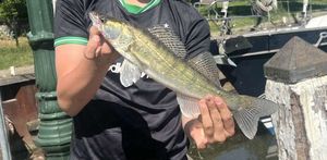 Snoekbaars 