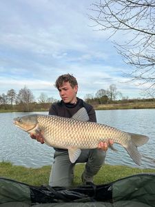 Grass Carp