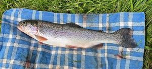 Rainbow Trout
